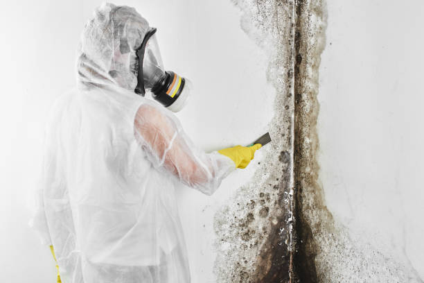 Best Localized Mold Remediation (e.g., coastal areas, humid climates) in Oakhurst, OK