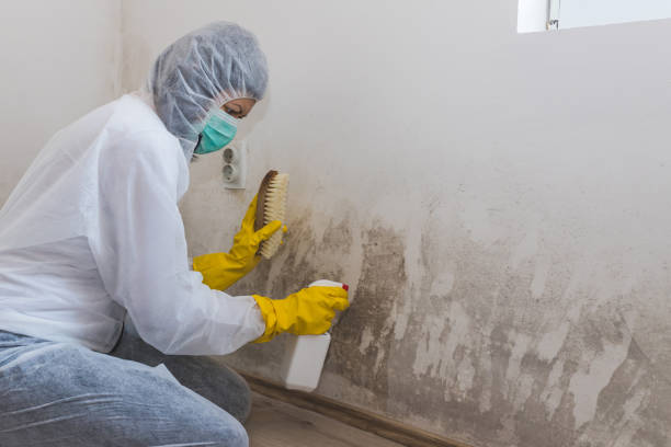 Best Residential Mold Remediation in Oakhurst, OK
