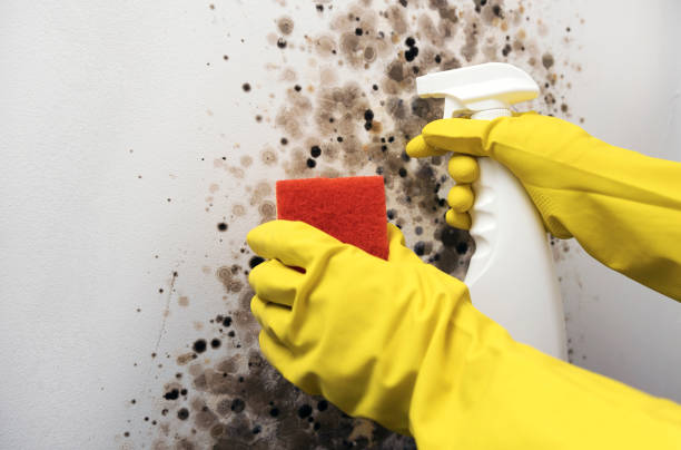 Best Emergency Mold Remediation in Oakhurst, OK