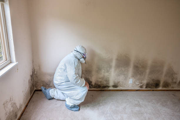 Best Insurance-Related Mold Remediation in Oakhurst, OK