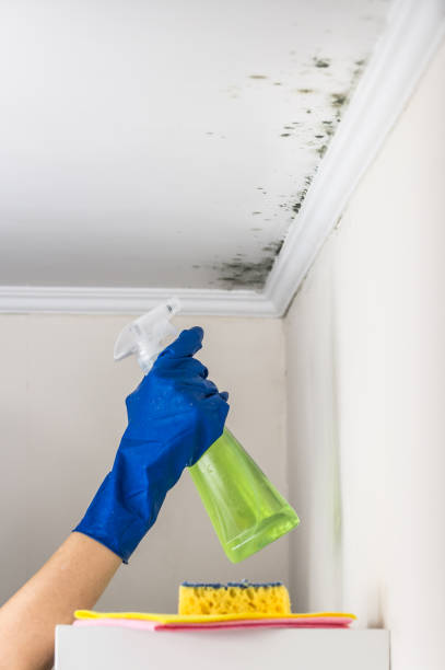 Best Attic Mold Remediation in Oakhurst, OK